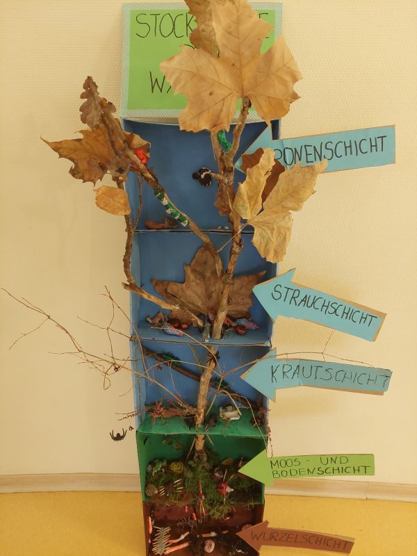 Stockwerke des Waldes