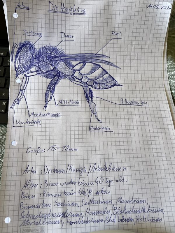 Die Honigbiene