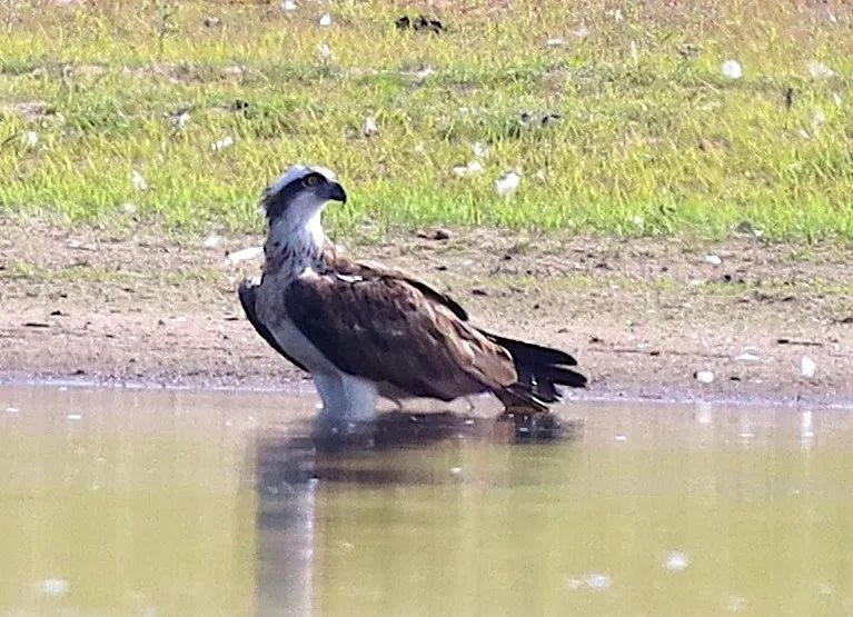 3 Jahre Biosphärenschule / Kooperation zwischen dem Biosphärenreservat Flusslandschaft Elbe-Brandenburg und der Montessori-Schule Wittenberge