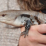 Tier-, Freizeit- und Dinosaurierpark Germendorf