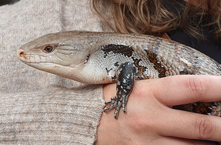 Tier-, Freizeit- und Dinosaurierpark Germendorf