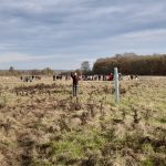 120 Flatterulmen – Schüler unserer Grundschule helfen mit bei den alljährlichen Baumpflanzungen