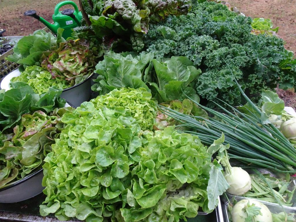 Gemüseernte im Sommer