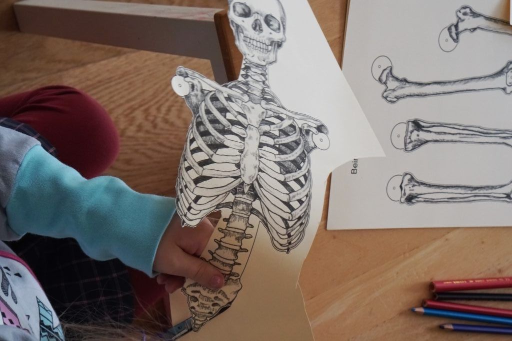 Mein Körper – entdecken, staunen und verstehen